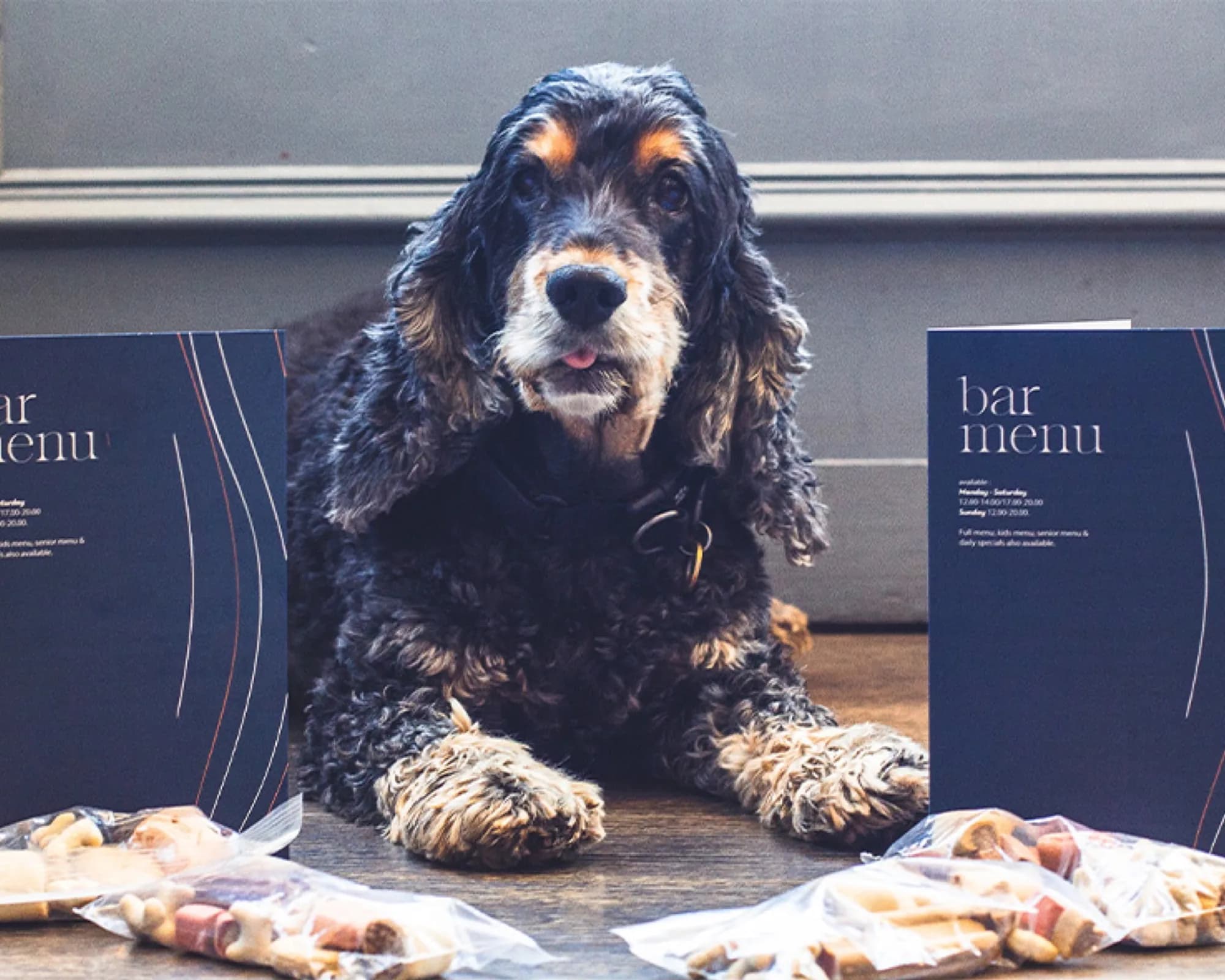 Czarno-podpalany cocker spaniel leżący na drewnianej podłodze między dwiema granatowymi kartami barowymi, z torebkami psich przysmaków przed sobą.
