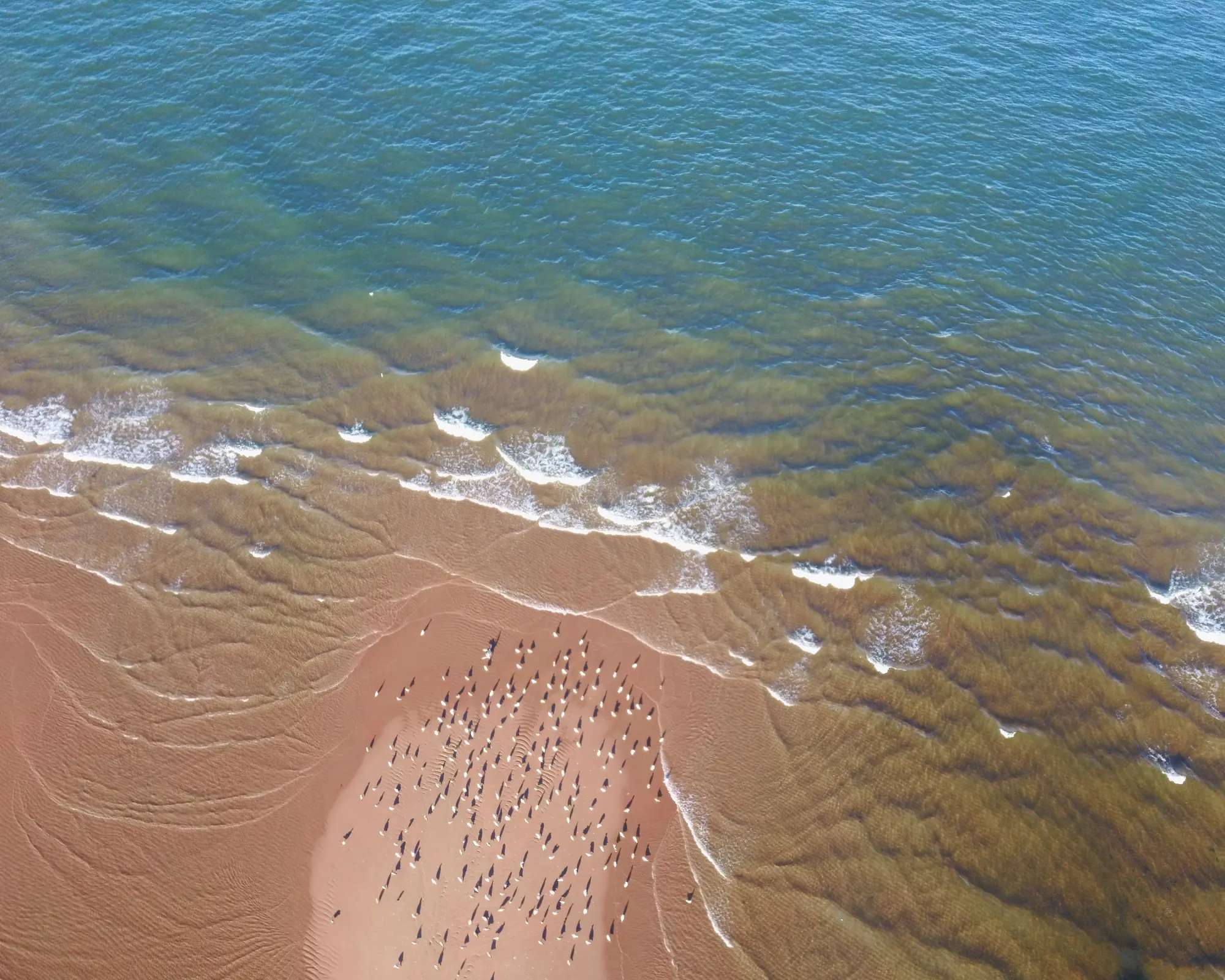 Vista aérea de una playa de arena en la costa escocesa, con un grupo de gaviotas posadas en la orilla y olas pequeñas rompiendo. Fotografía de archivo, no es una playa concreta de Aberdeen.